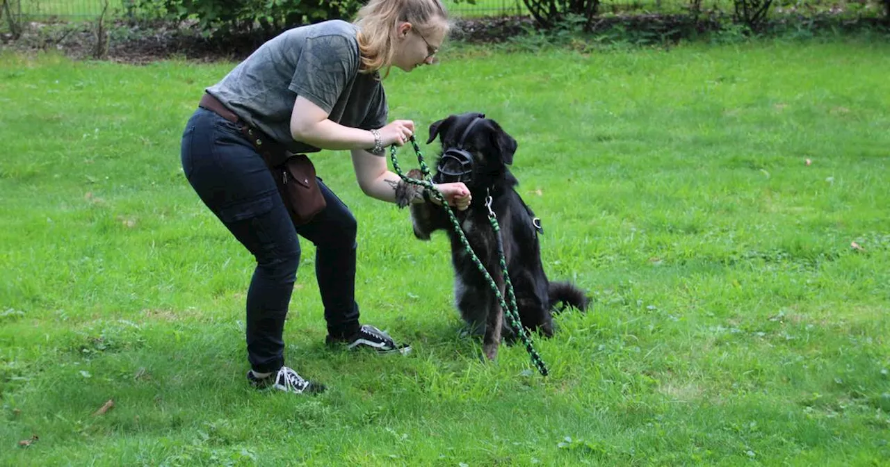 Neuss: Hundeschule Canis Aurum gibt Tipps für Hundeerziehung