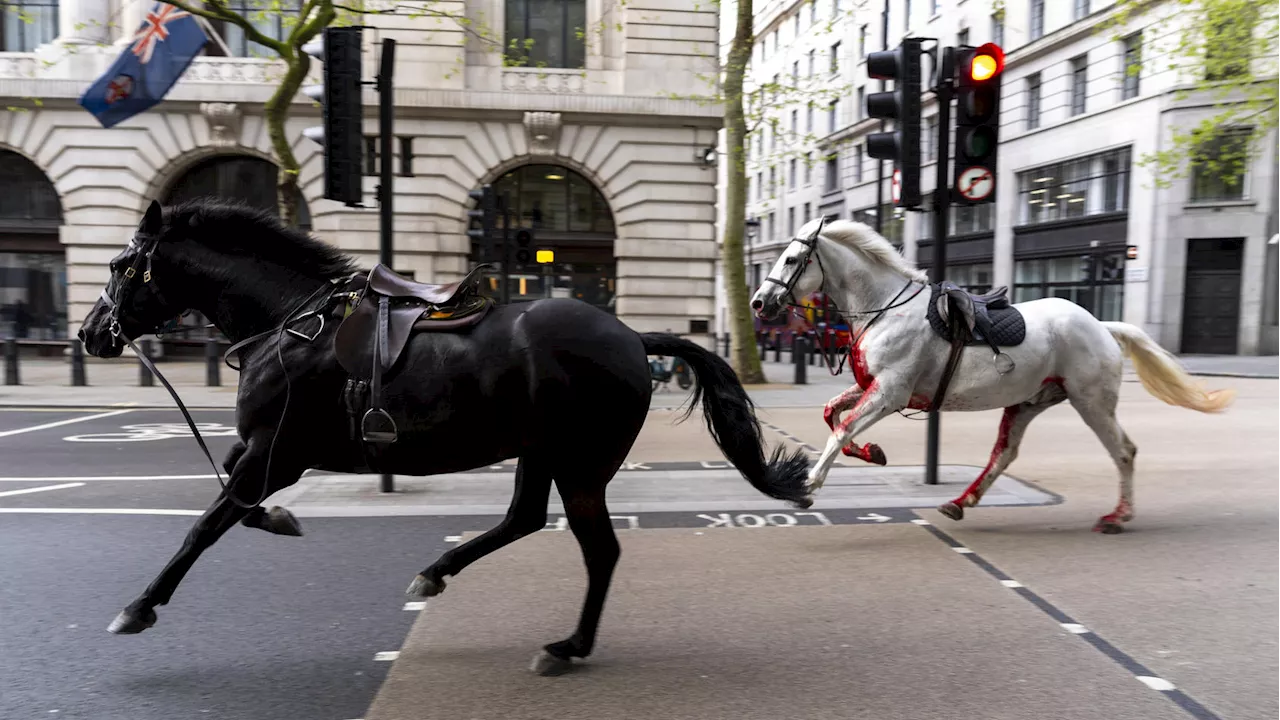 London: Britische Armee verrät, wie schlimm es um die ausgebüxten Pferde steht