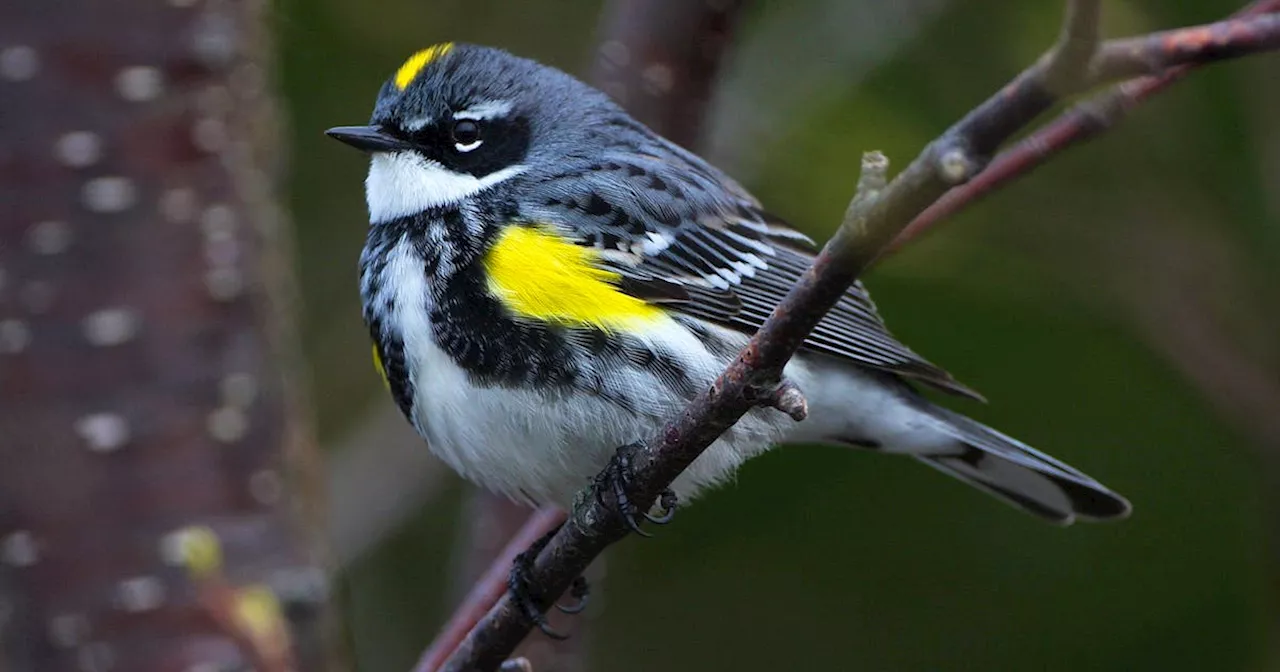 BRUCE MACTAVISH: May is warbler month, and these tiny spring favourites are already showing up in N.L.