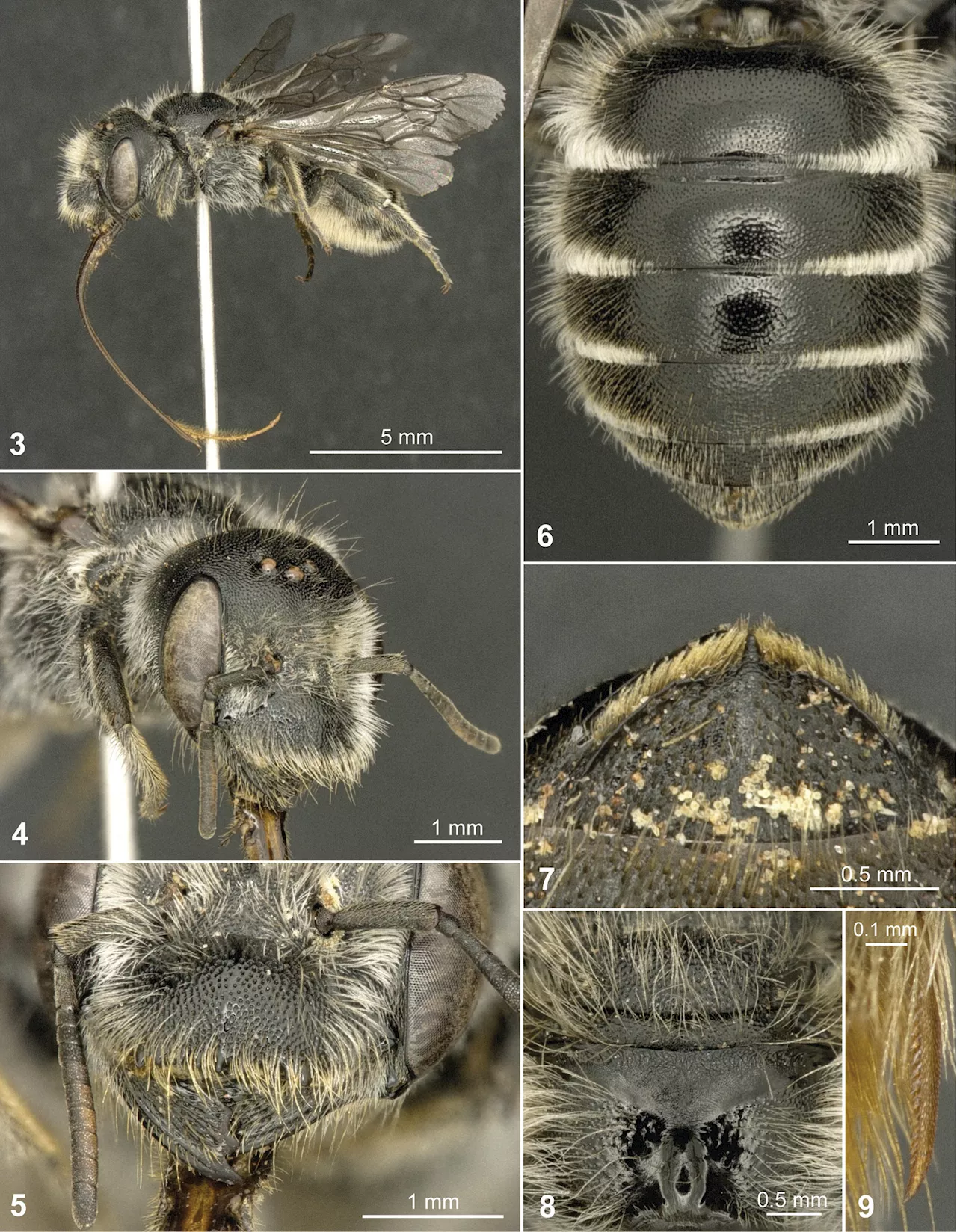 Buzzing Discovery: European Scientists Uncover New Bee Species in an Unexpected Place