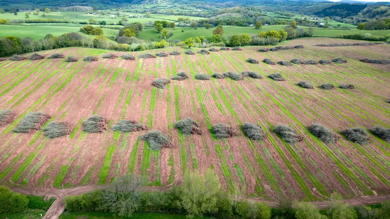 Chris Packham 'not drinking any more Heineken' after thousands of apple trees felled