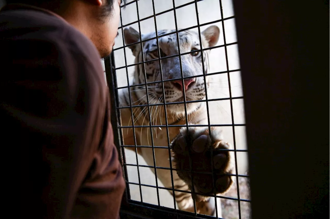 'Bloodsicles', baths keep Philippine zoo animals cool as heatwave hits