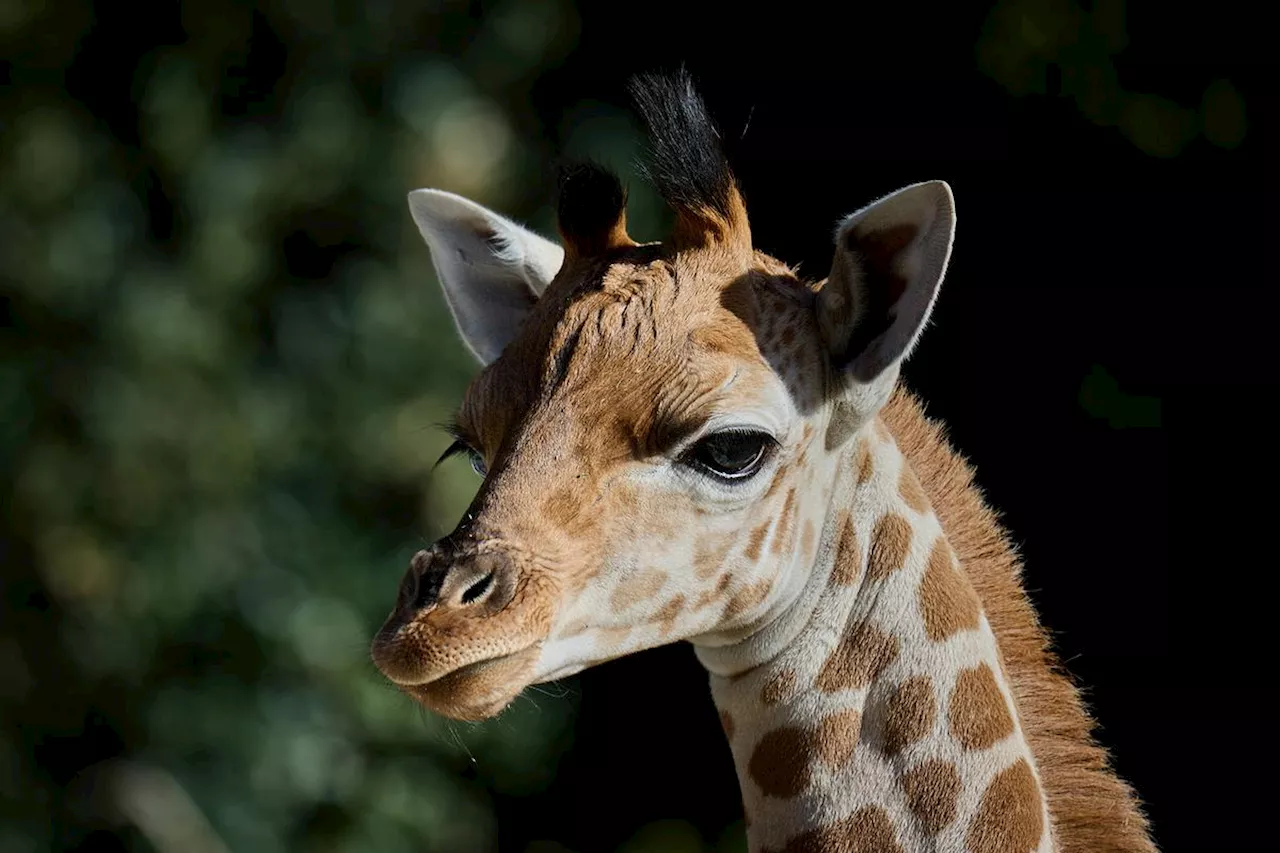 Charente-Maritime : un nouveau-né girafon au Zoo de la Palmyre