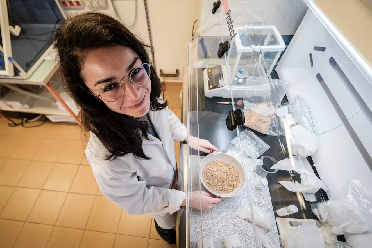 Du riz pour décontaminer l’eau, c’est le pari de cette chercheuse de l’université de Pau