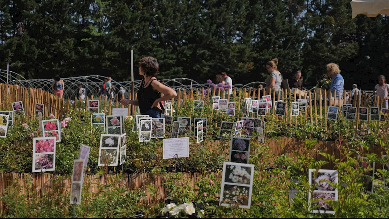 Plantes rares et méconnues : les Printanières de retour à Bergerac