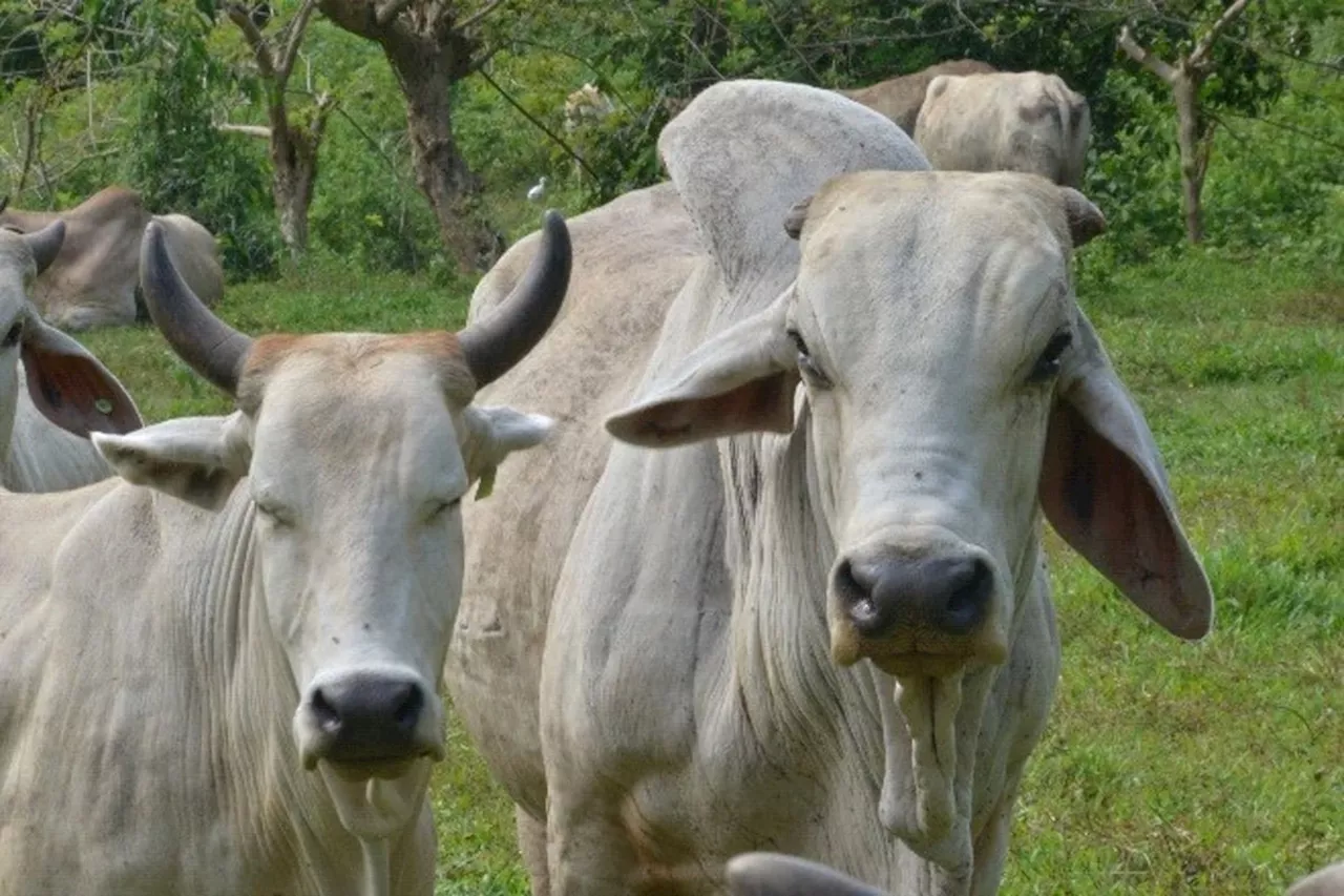 El Niño damage to livestock in Negros Occidental reaches P10M