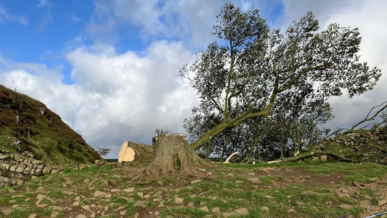 Two men charged with destroying Sycamore Gap tree