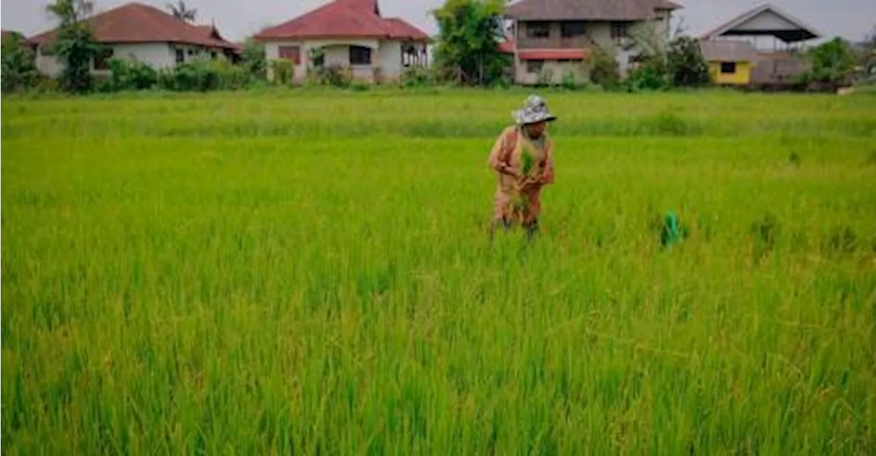 Masalah pesawah kada diserah kepada perdana menteri dalam tempoh terdekat