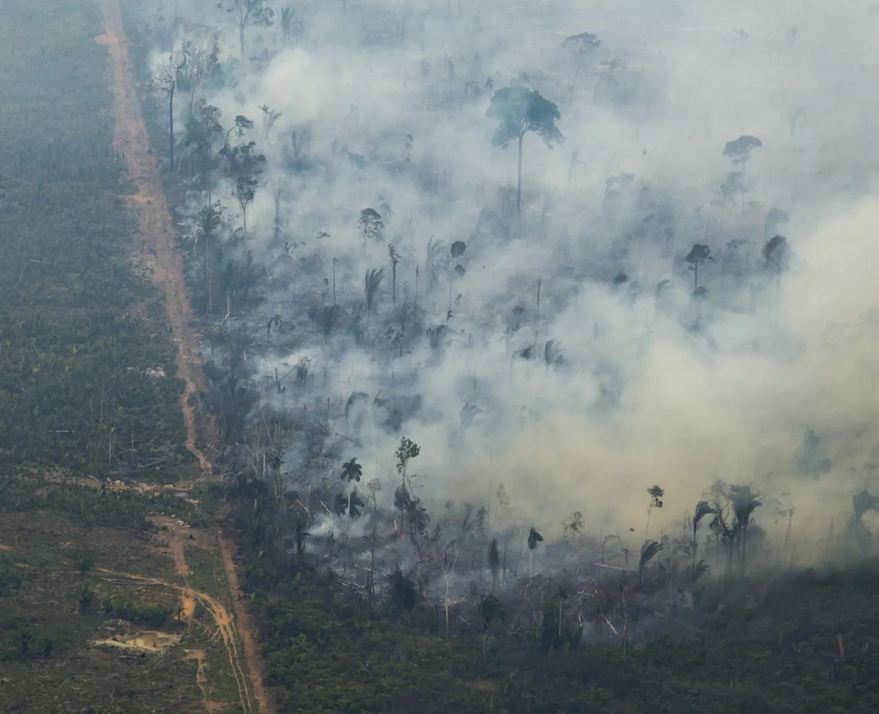 Plataforma do Banco Mundial prevê local e volume de desmatamento na Amazônia