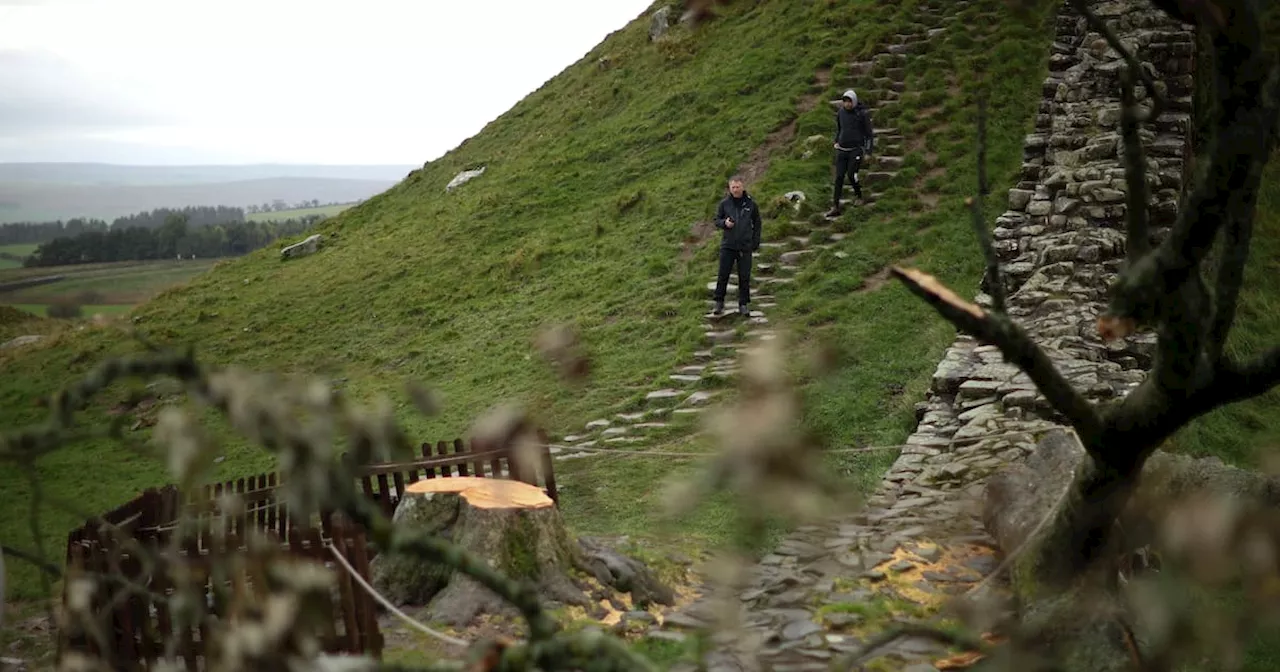 Video: dos acusados por talar el “Árbol de Robin Hood”, de unos 300 años, en Inglaterra