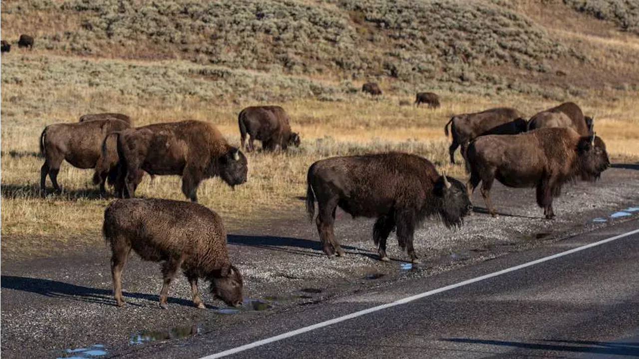 A Yellowstone trip that ended with a man being arrested for kicking a bison