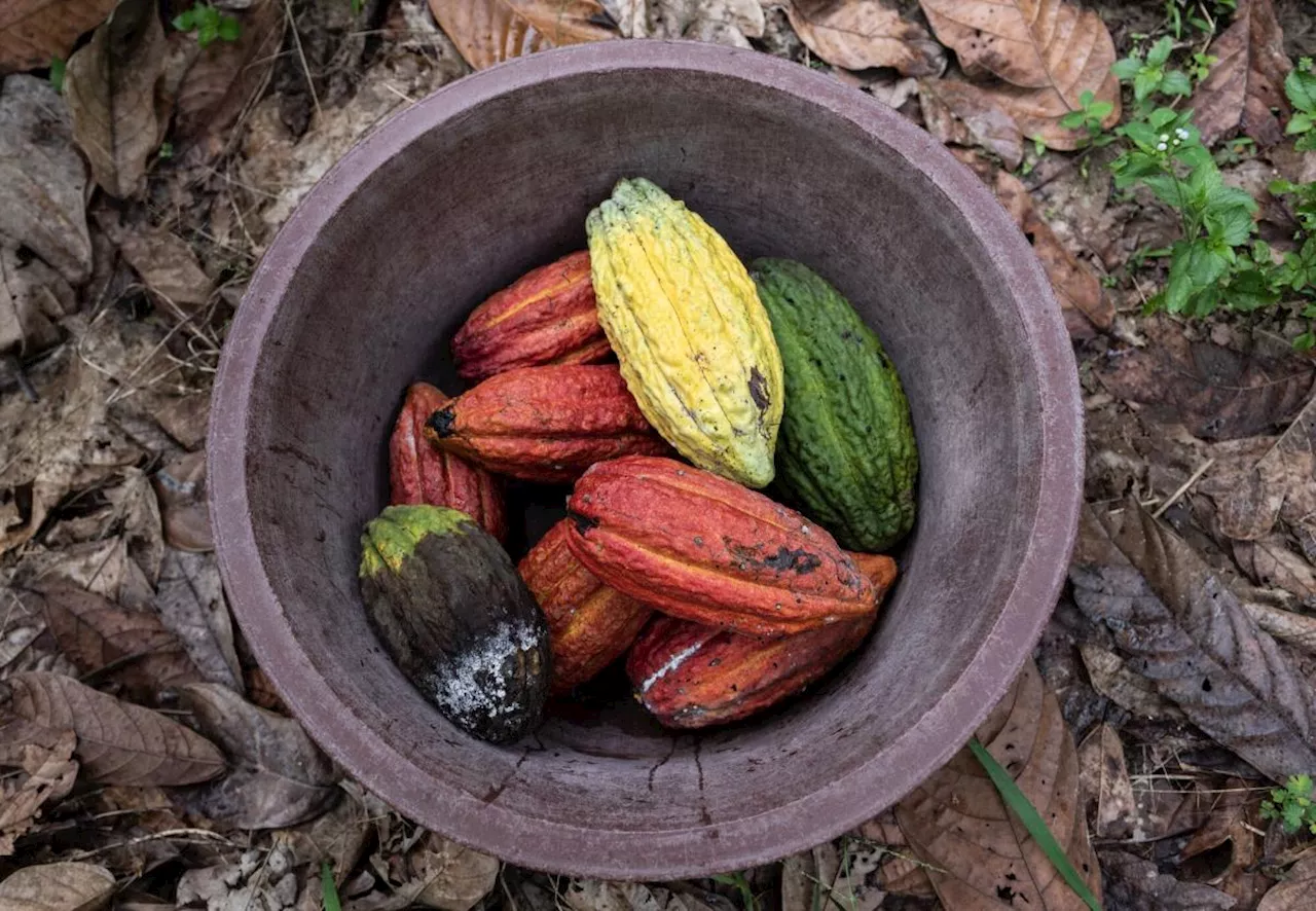 Chocoholics in Japan Set for Sticker Shock After Cocoa Surge