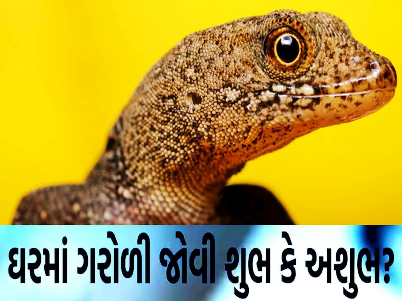 ઘરમાં ગરોળીનું આગમન આપે છે ખાસ સંકેત, જાણો કંગાળ થશો કે કરોડપતિ