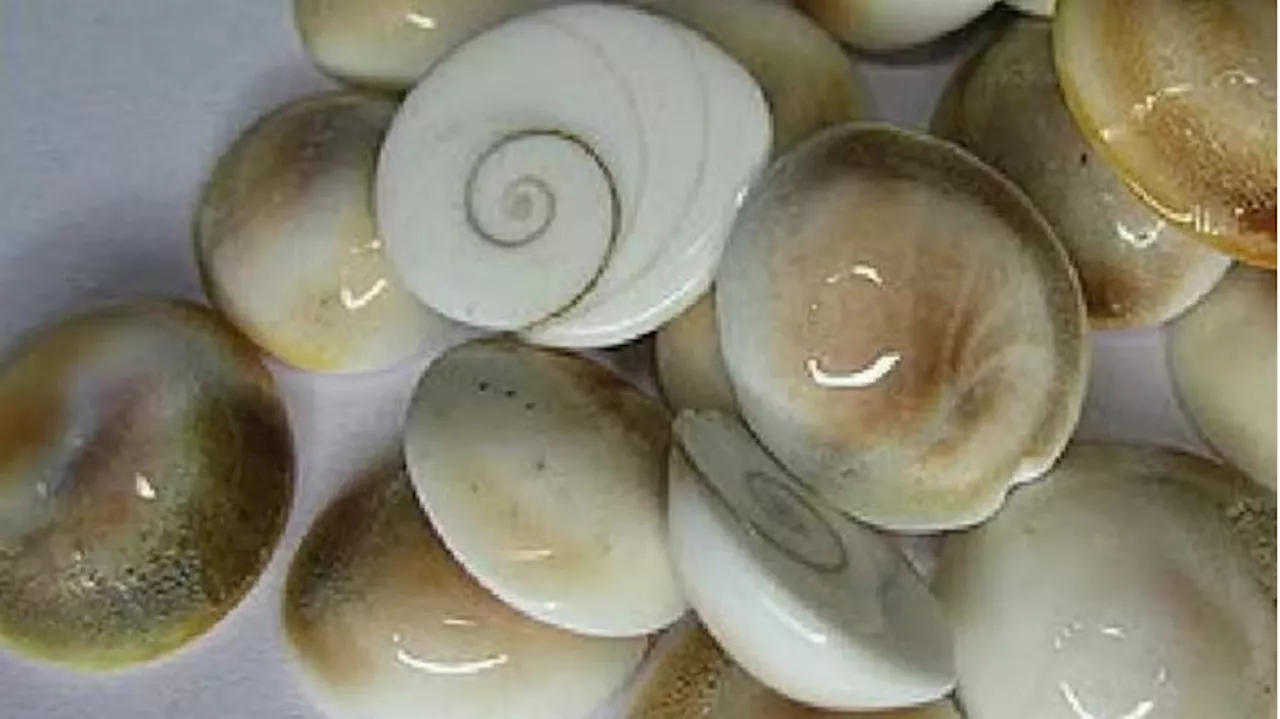 Gomati Chakra: ಗೋಮತಿ ಚಕ್ರದಿಂದ ಇಷ್ಟೆಲ್ಲಾ ಆರೋಗ್ಯ ಪ್ರಯೋಜನಗಳಿವೆ