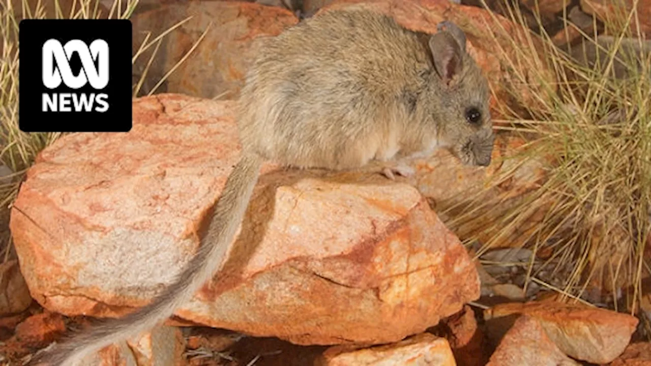 Critically endangered central rock rat found at Narwietooma and Glen Helen cattle stations in Northern Territory