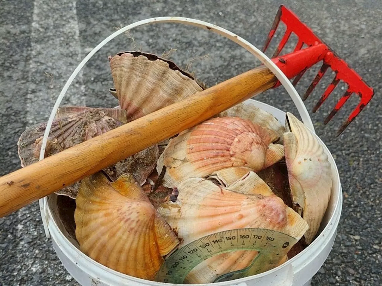 La pêche à pied de la coquille Saint-Jacques dans les Côtes-d'Armor