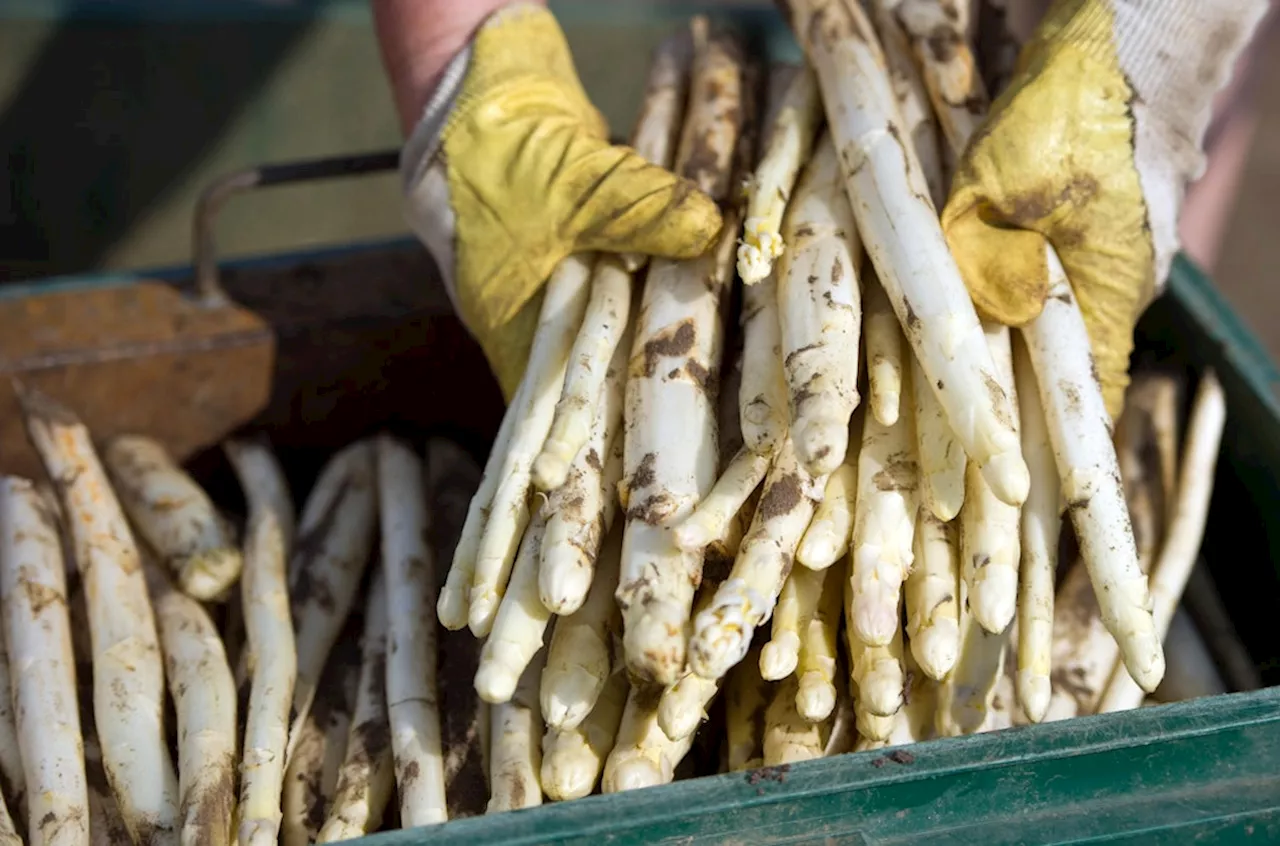 Spargel im Garten selber anbauen So gelingt es! Colombia