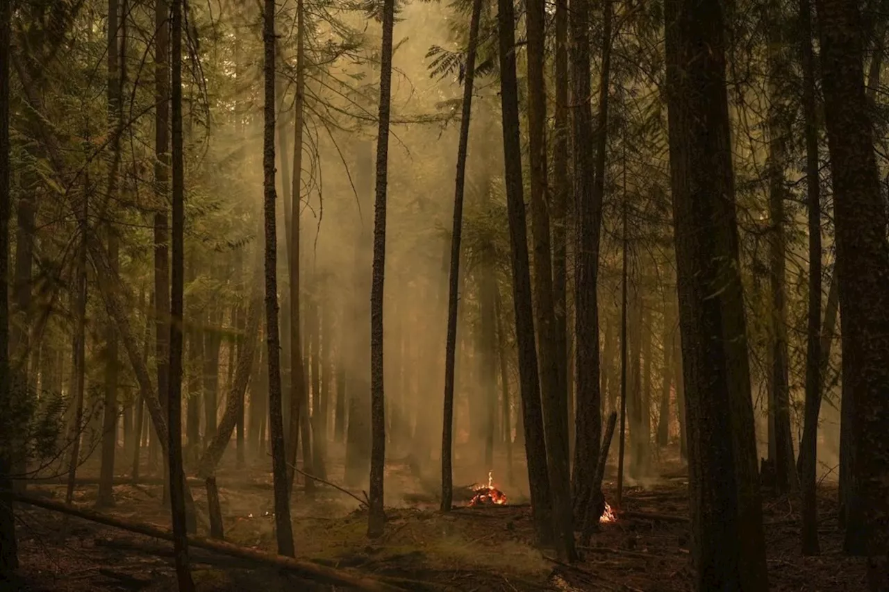 Canadian Wildfires Blamed for Global Surge in Tree Losses