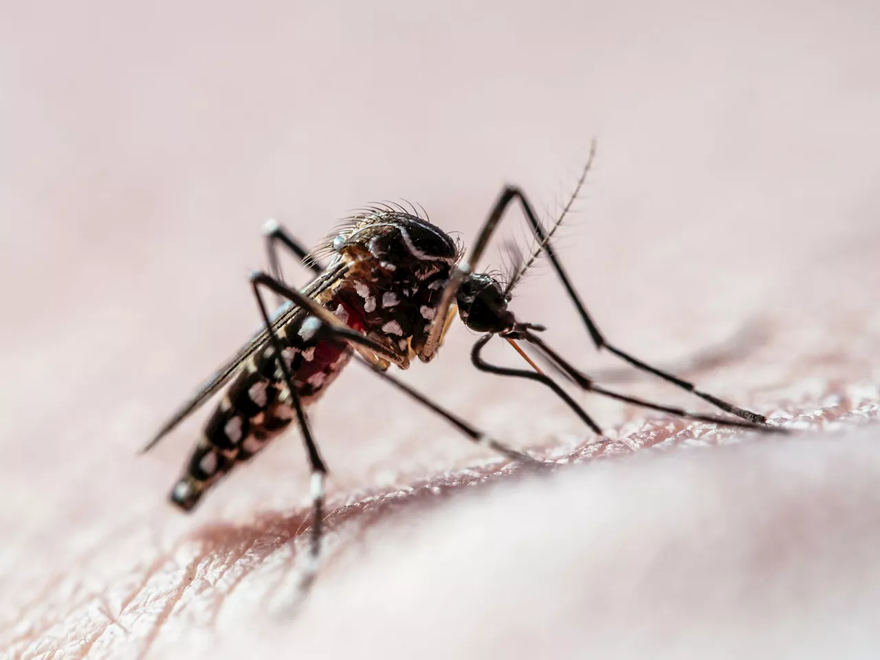 Estado de São Paulo ultrapassa 200 mortes por dengue em 2024