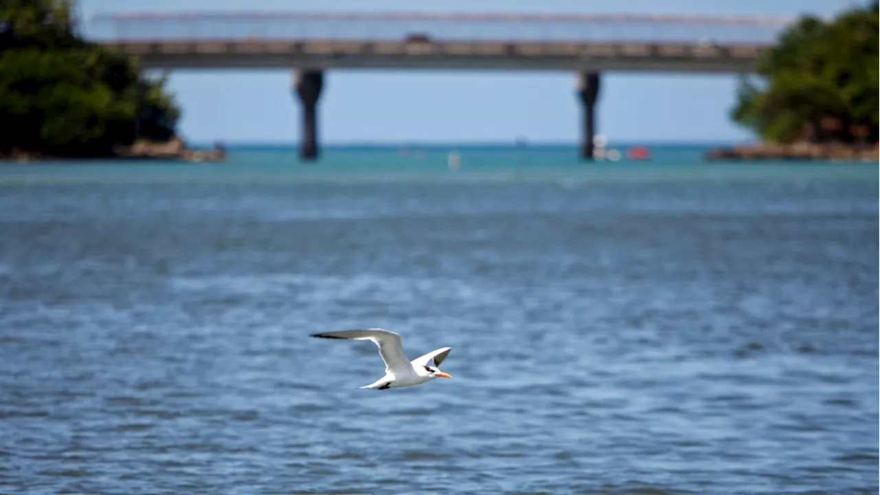 Dredging of Puerto Rico's biggest port begins despite warnings it may harm turtles and corals