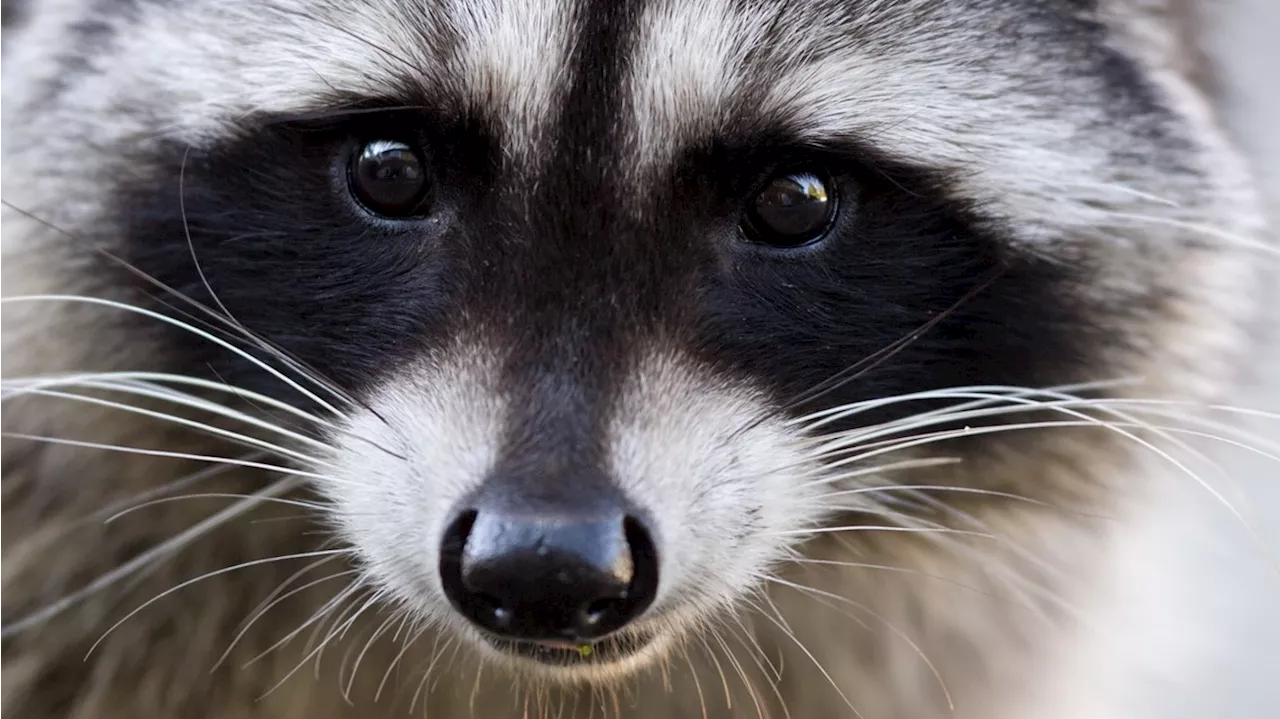 Raccoon attacks guests at Hersheypark; 2 injured