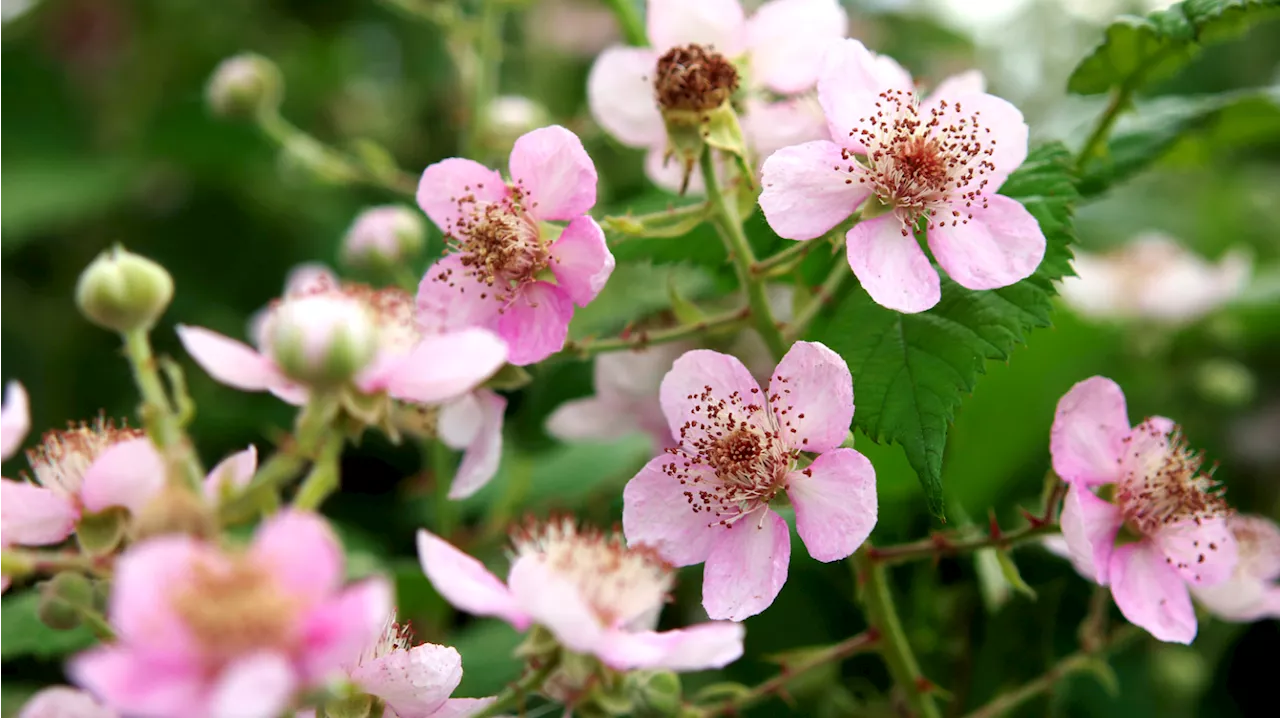 5 Sichtschutzpflanzen, die Insekten in den Garten locken