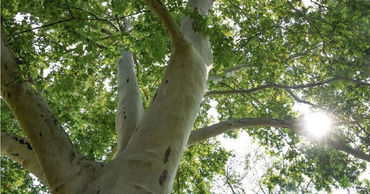 „Aufgefrischte“ Parks als Schutz gegen Hitzewellen in Linz