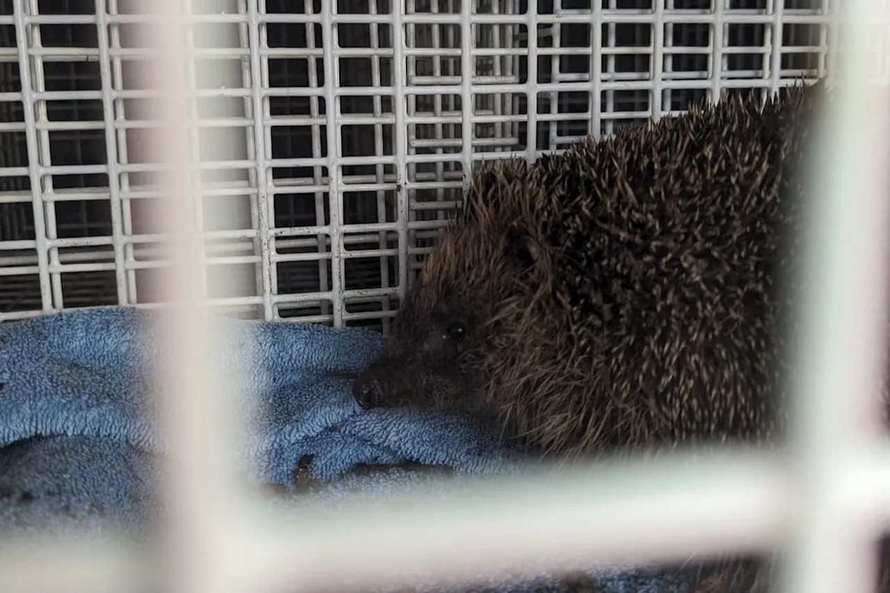 Stanningley Road Leeds: Heroic hedgehog rescue as firefighters dig up drain to save prickly pet stuck in pipe
