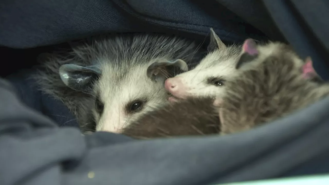 Wetlands and Wildlife Care Center Cares for Hundreds of Baby Animals