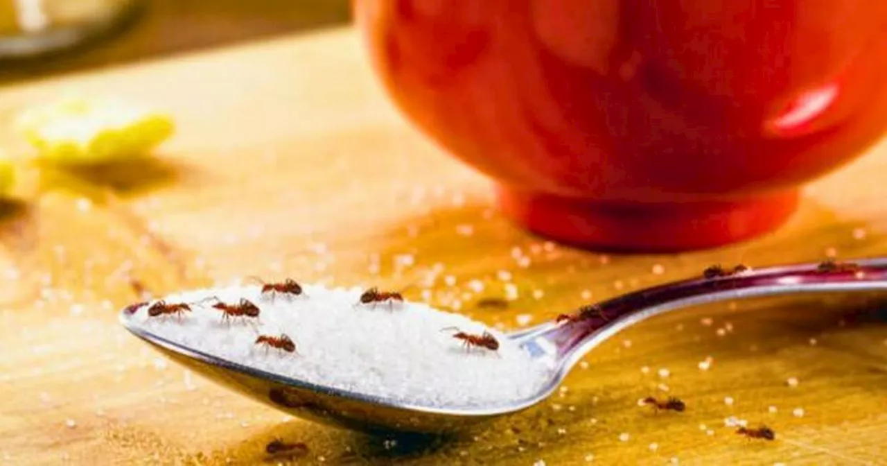 Stop ants from entering your home with 'effective' natural method
