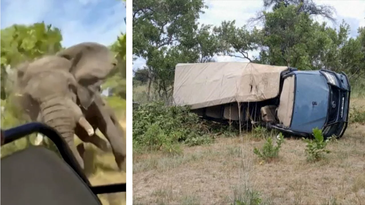 Tödliche Elefanten-Attacke auf Safari-Bus im Kafue-Nationalpark in Sambia - Urlauberin stirbt