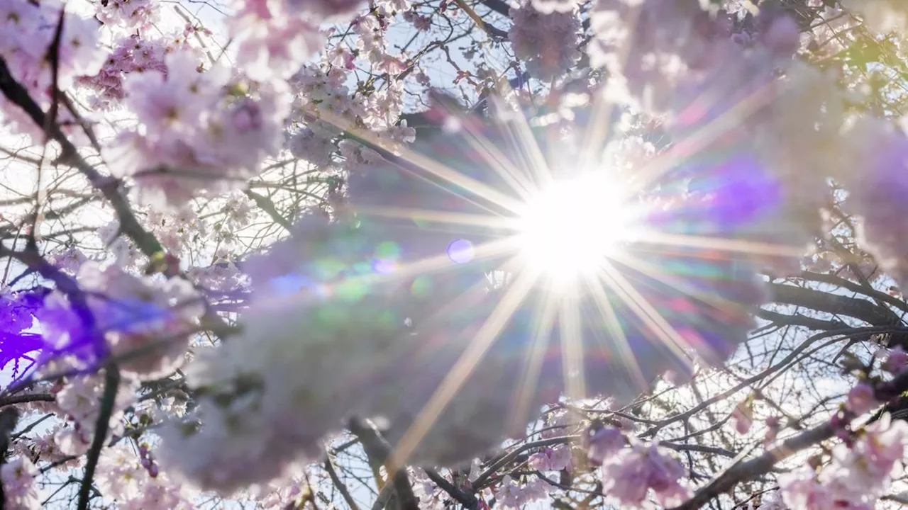 Hohe Temperaturen in Deutschland: Wann wird’s mal wieder richtig Frühling?