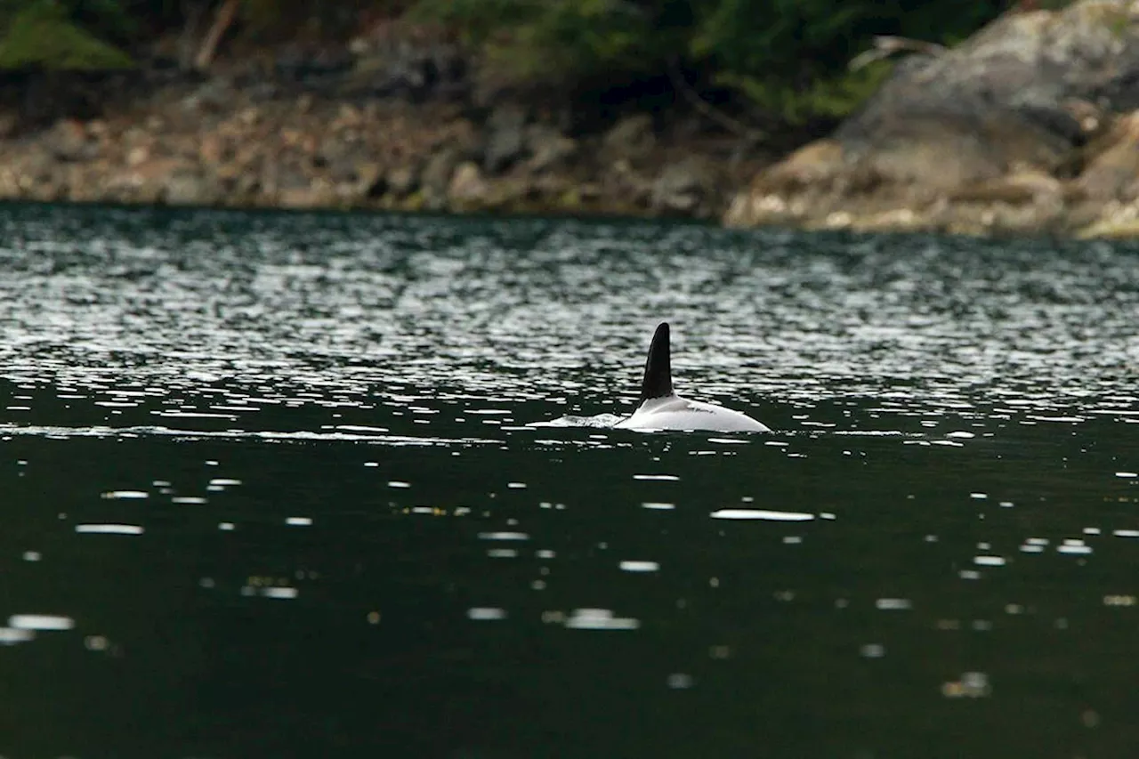 Rescuers to lift stranded orca out of B.C. lagoon to reunite it with family