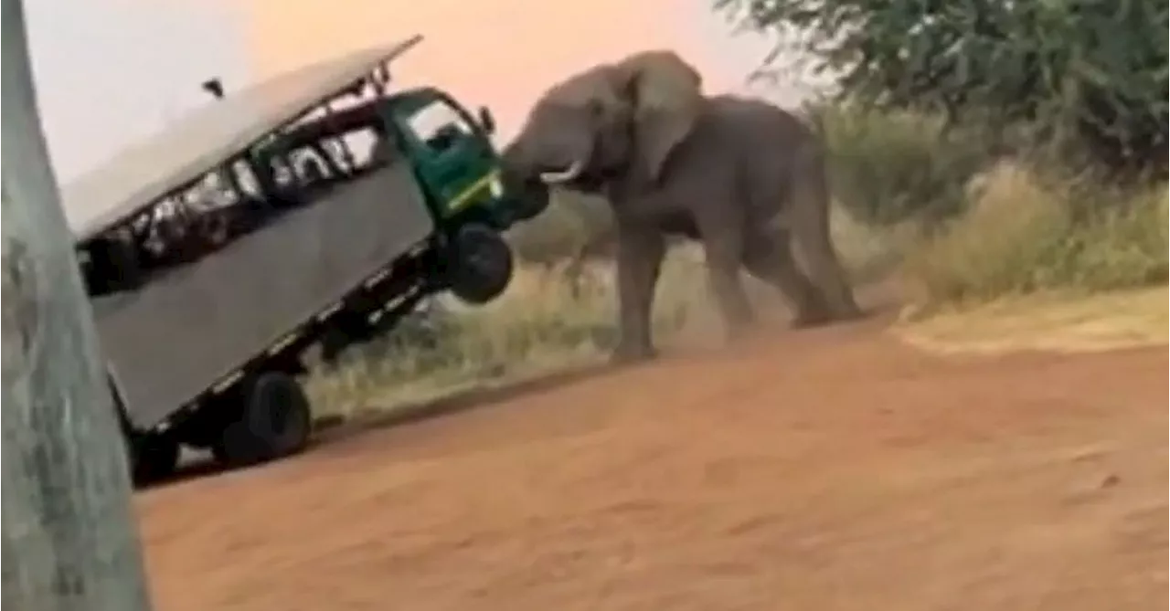 Tourist on safari in Zambia killed by charging elephant