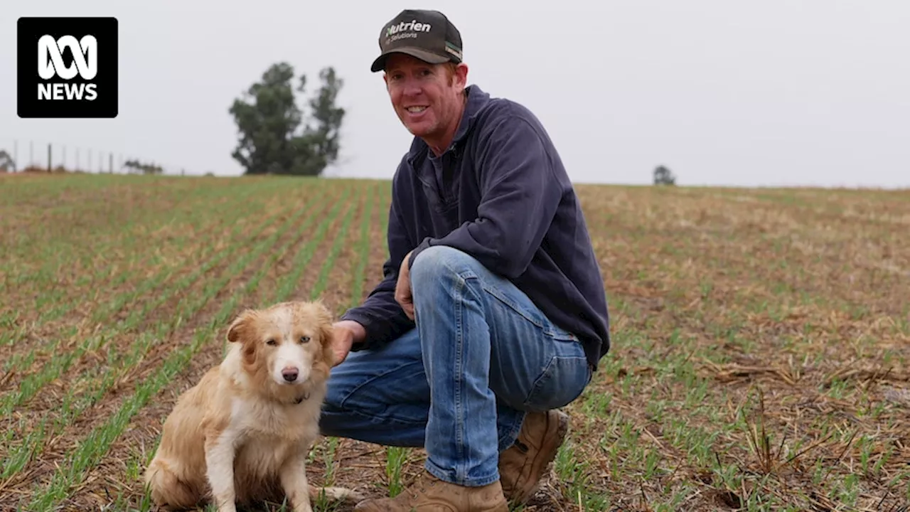 East coast low dumping rain across NSW 'lifts the spirits' of farmers ahead of winter