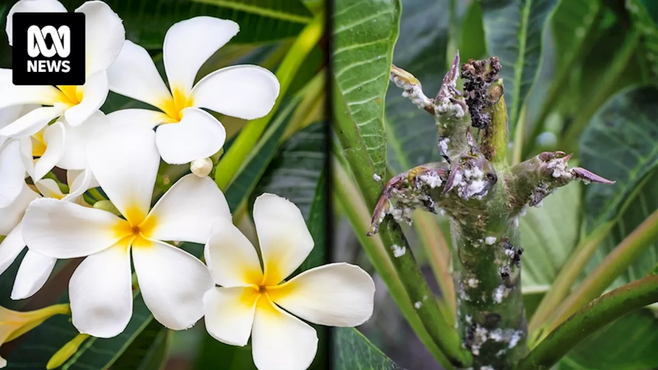 Native Ladybirds Released to Combat Exotic Pest Threatening Papaya Production