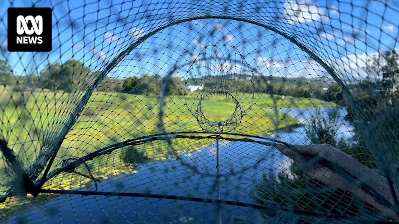 Queensland Fisheries survey seeks feedback on potential 'opera house' yabby trap ban