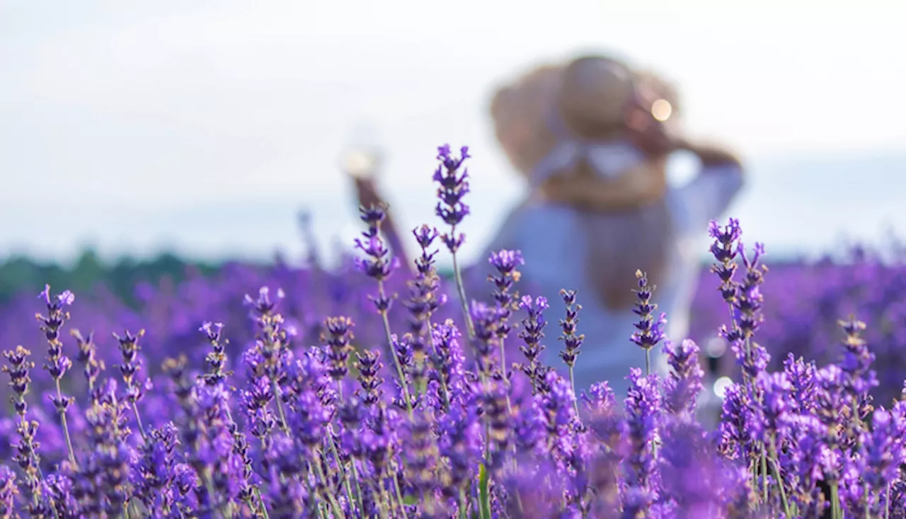 Viaggio tra i fiori dal Trentino al Giappone