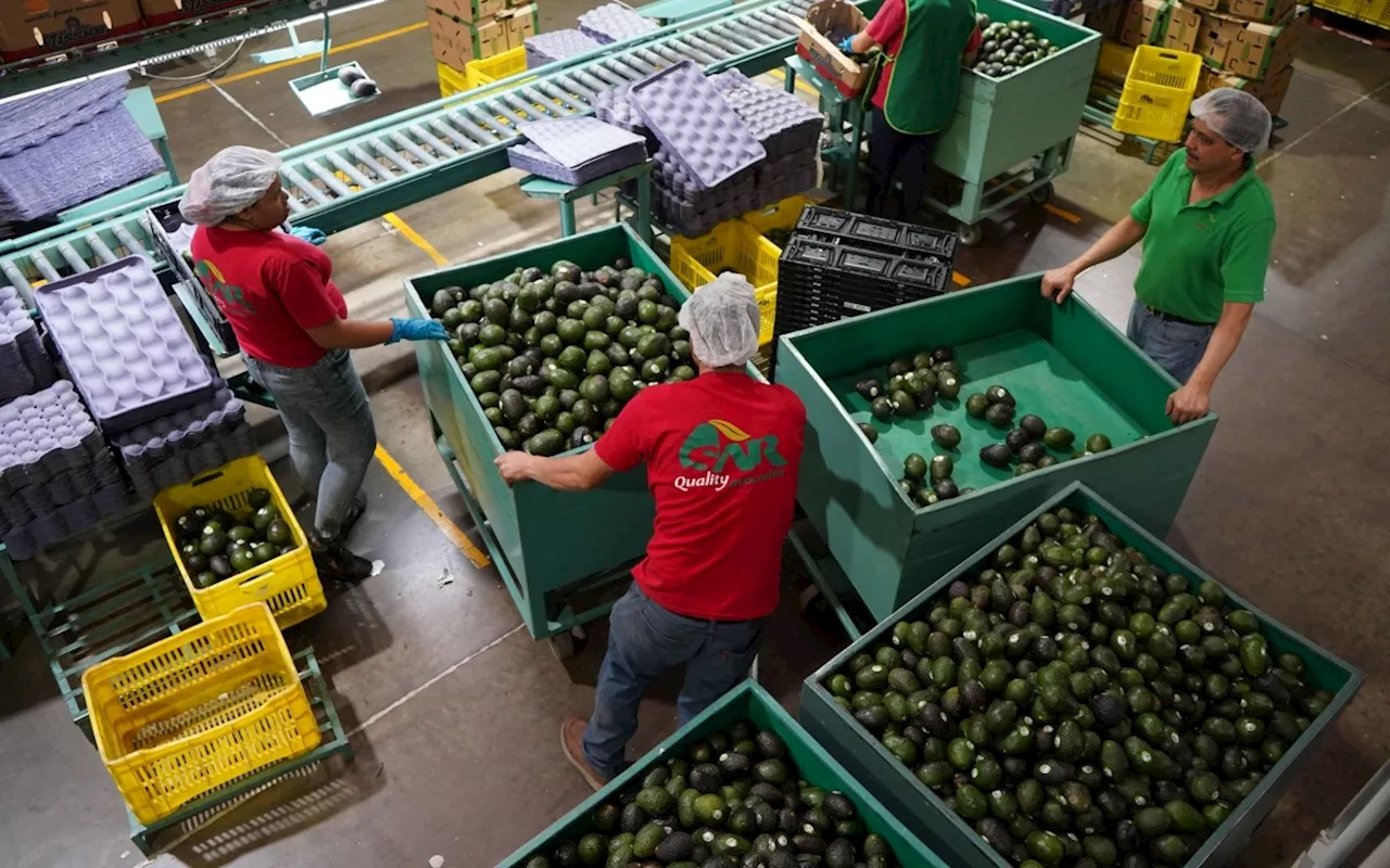 El gobierno federal detecta transgresiones laborales en la empresa RV Fresh Foods
