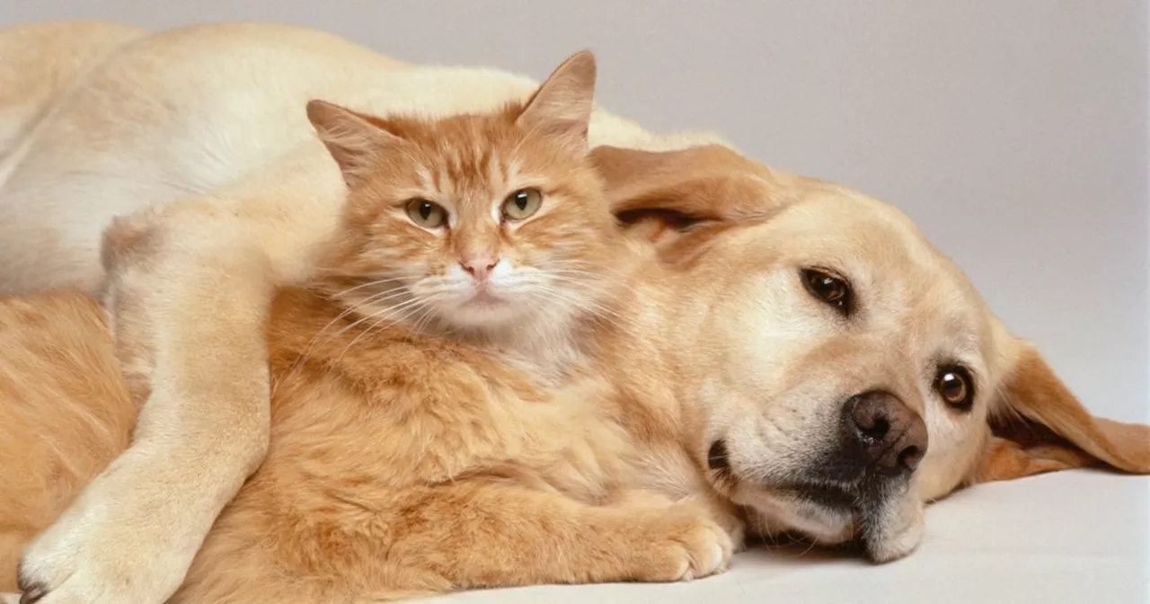 Seven out of 10 Brits 'would prioritise their pet over their partner'