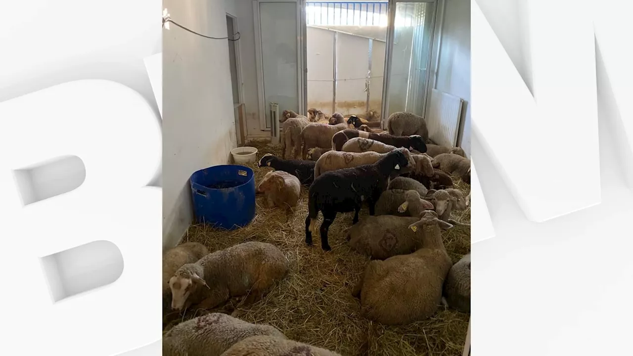 40 moutons retrouvés dans un appartement à Nice: huit mois de prison avec sursis requis