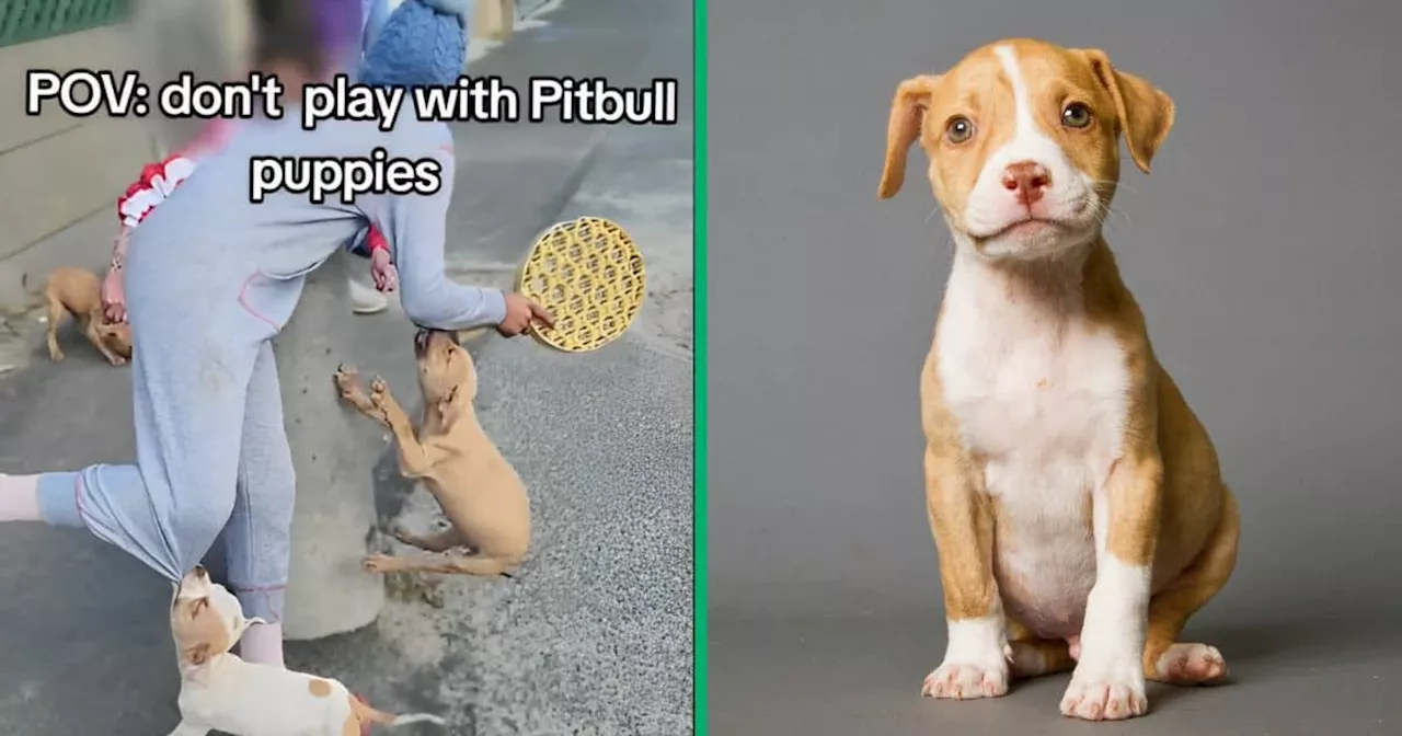 Pit Bull Puppies Gone Wild: Viral TikTok Video Shows Boy Terrorised During Playtime