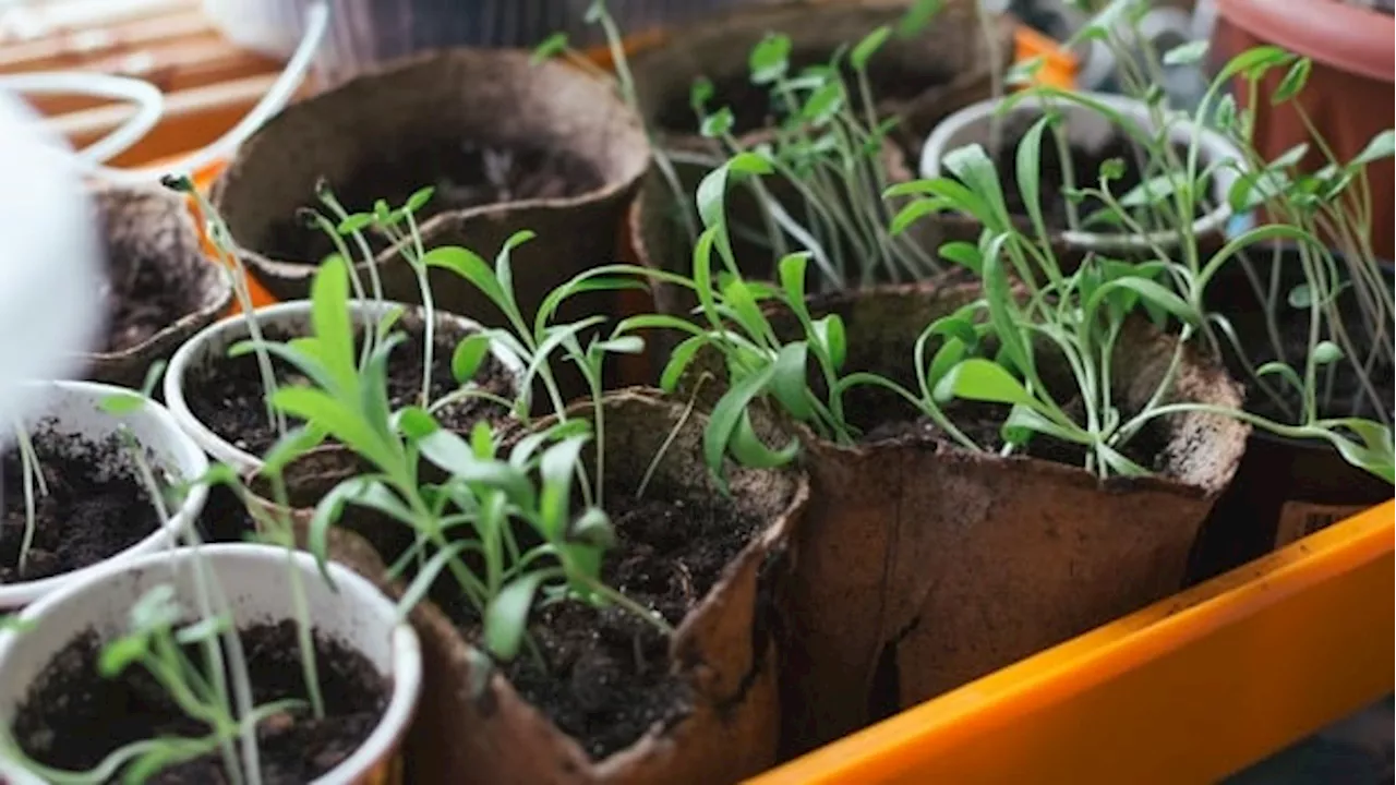 Seeds or seedlings: Deciding how to plant your garden this season