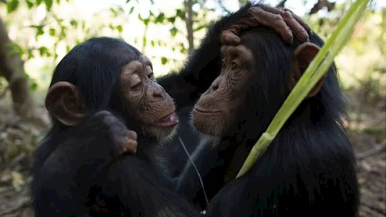 Chimpanzees Forced to Adapt to Warming Climates