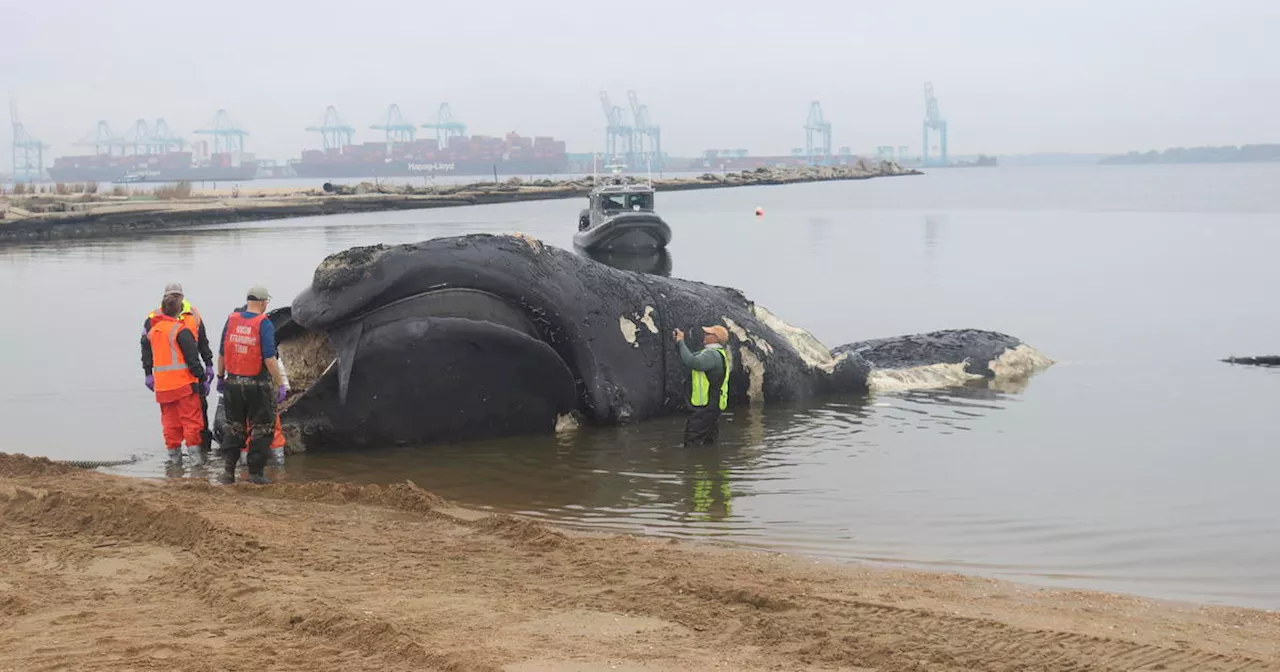 Endangered North Atlantic right whale killed in ship collision