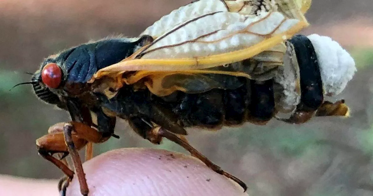 Hyper-sexual 'zombie cicadas' that are infected with sexually transmitted fungus expected to emerge this year