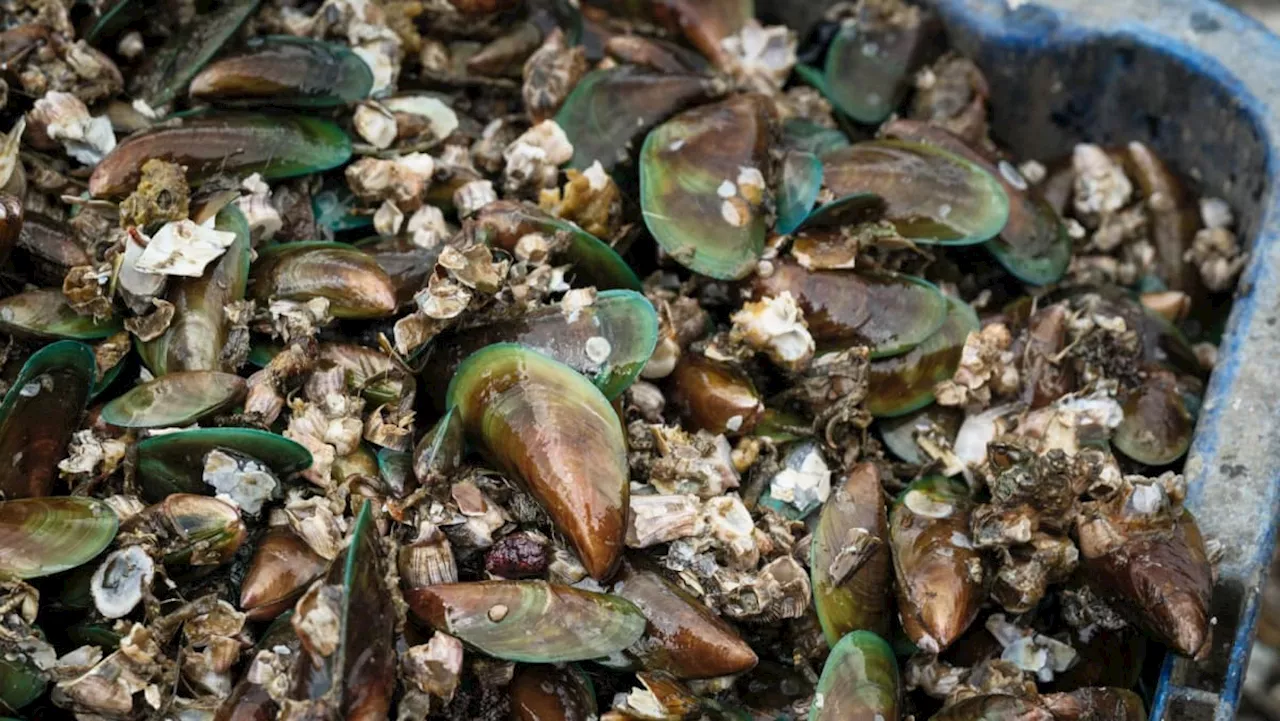 Mussels from Malaysia’s Port Dickson unsafe to eat, contaminated with biotoxins: Authorities