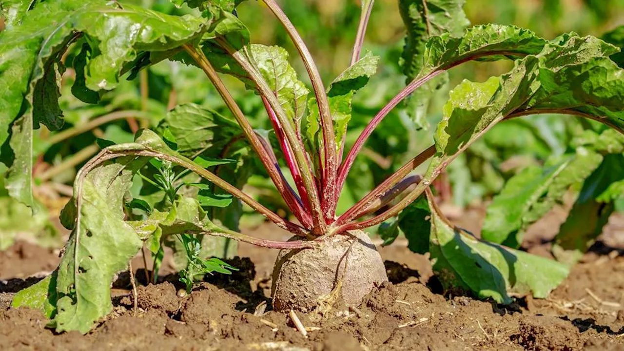 Dérogation sur les pesticides pour lutter contre la jaunisse des betteraves