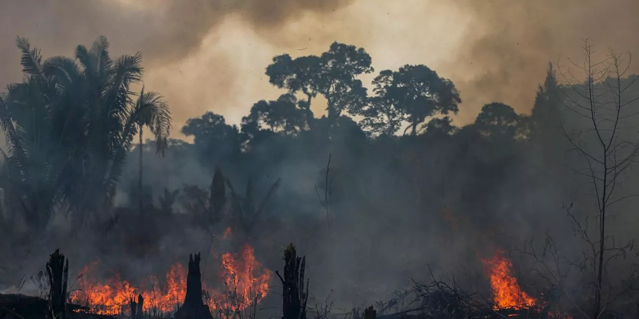 'Dangerous Moment': Record Deforestation in Amazon Shows Stakes of Brazil Election