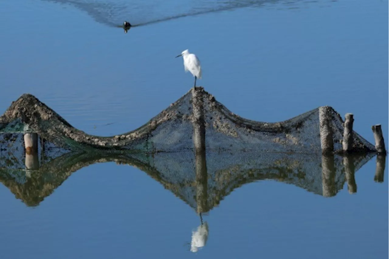 Réchauffement climatiques, activités humaines... les oiseaux migrateurs désertent le ciel albanais